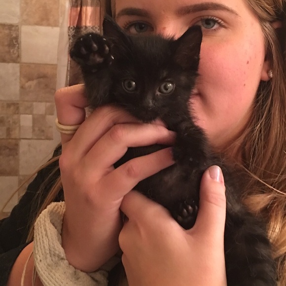 Every Girl needs a little black,Gray & Tiger/Leopard Cat Happy Valentine’s Day♥️ - Picture 7 of 16